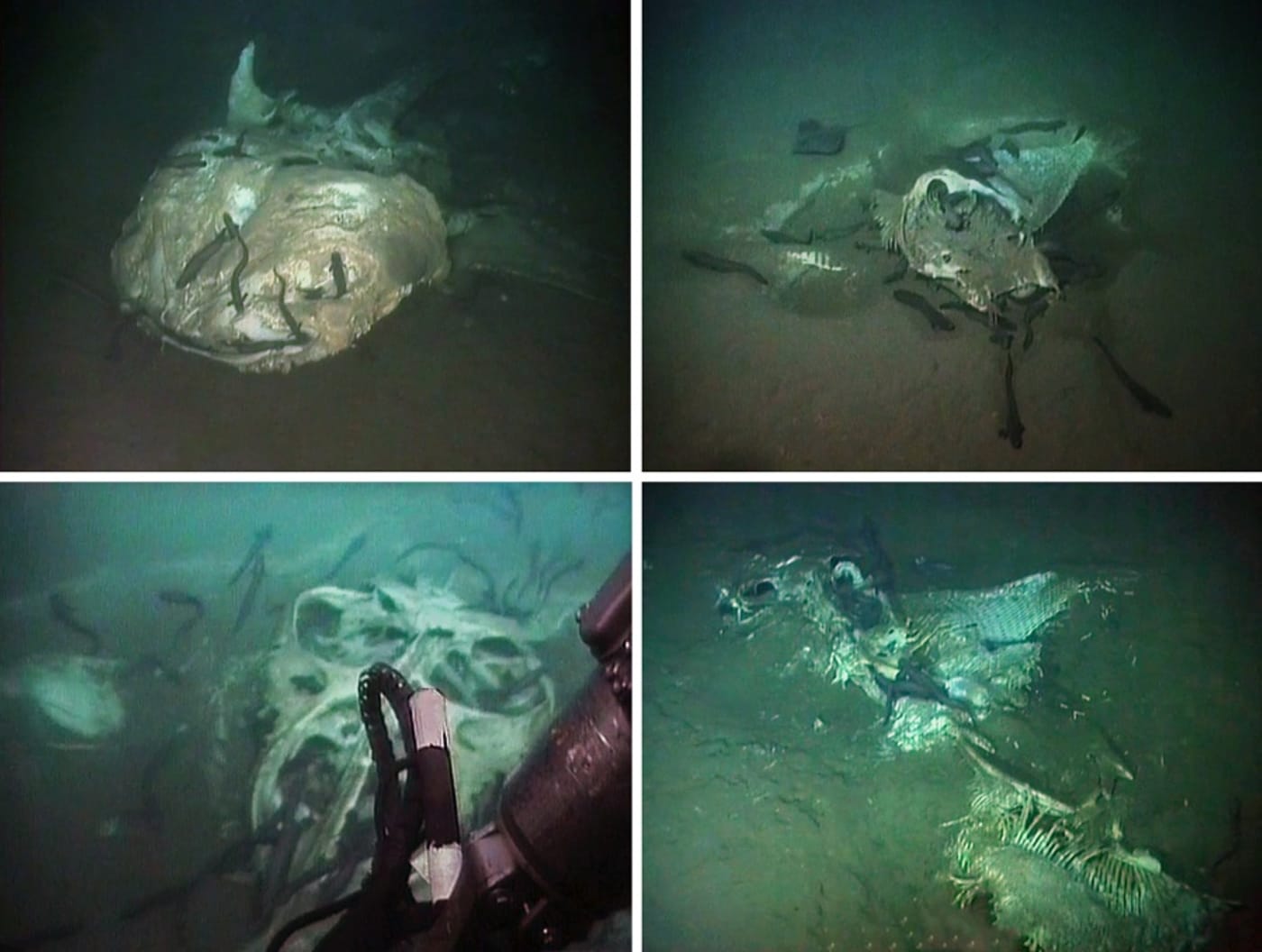 Whale shark and mobulid ray carcasses