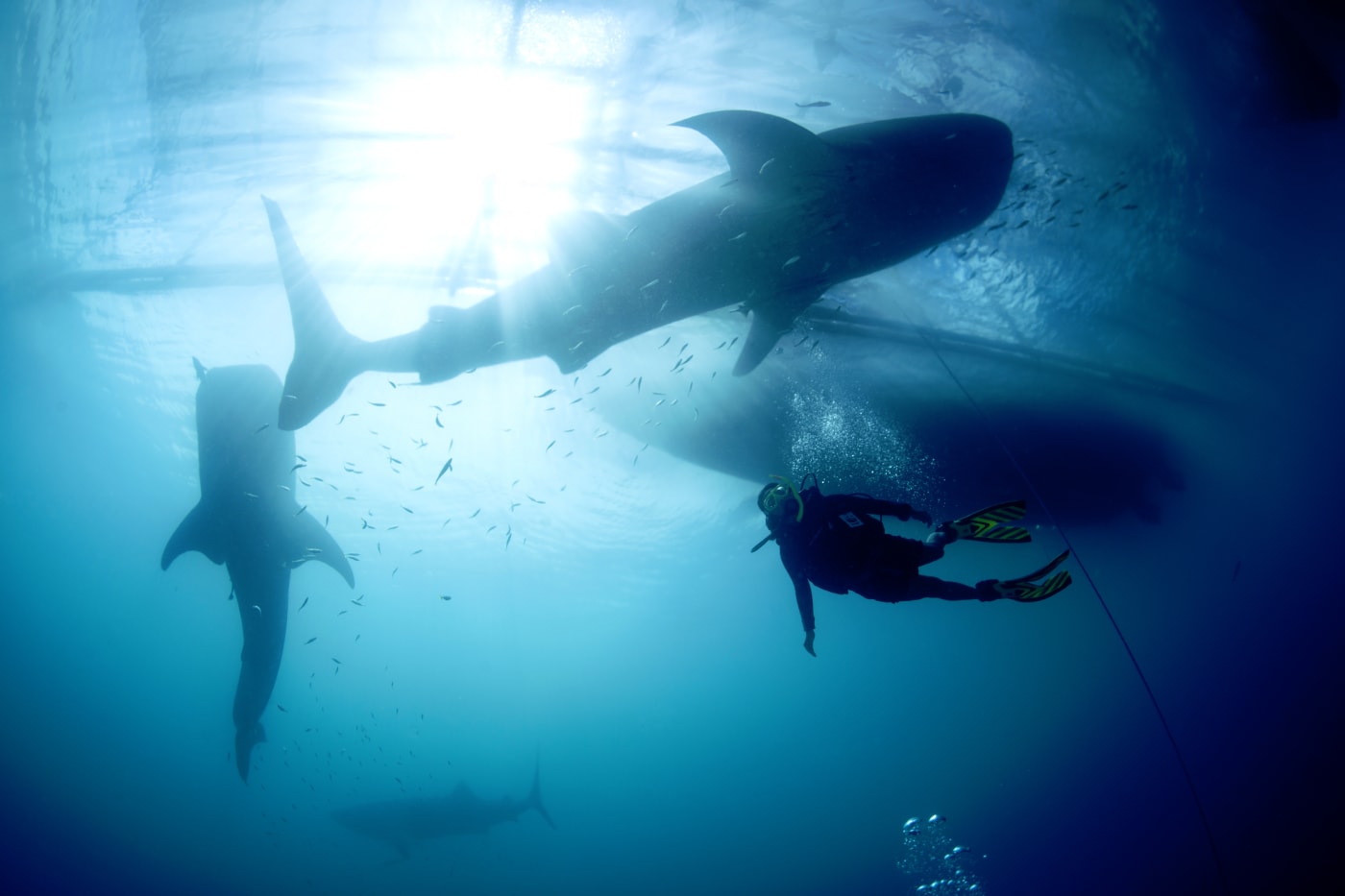 Whale shark (Rhincodon typus) with diver