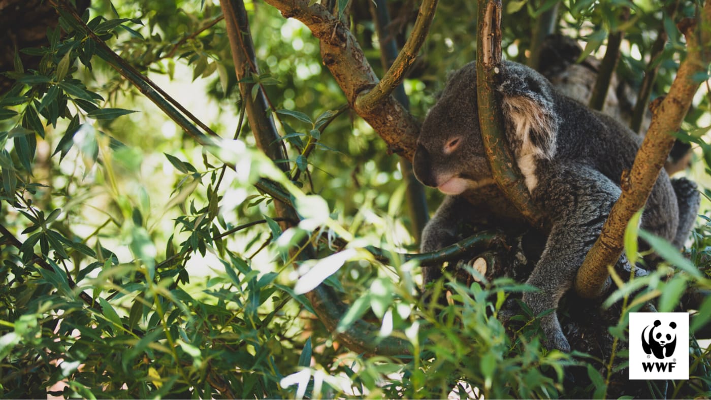 Koala desktop wallpaper