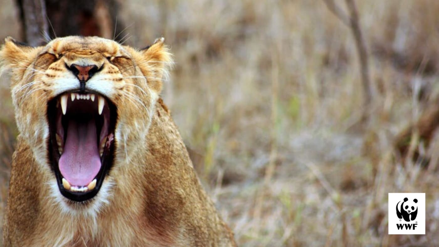 Lion desktop wallpaper