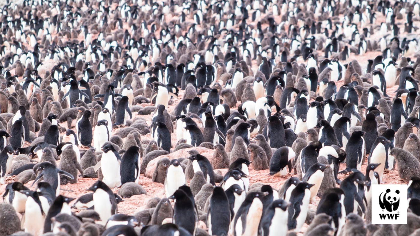 Pengins desktop wallpaper
