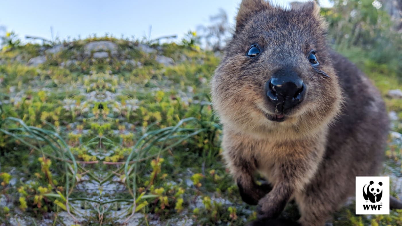 Quokka desktop wallpaper