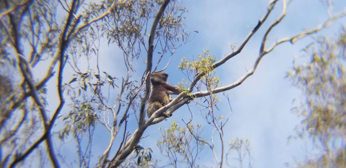 A male koala puffing his chest and showing off his scent gland, courting a nearby female