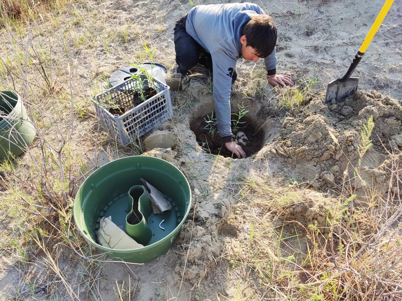 A member of a local community plants young seedlings as part of efforts to restore critical habitat in ili balkhash reserve, Kazakhstan