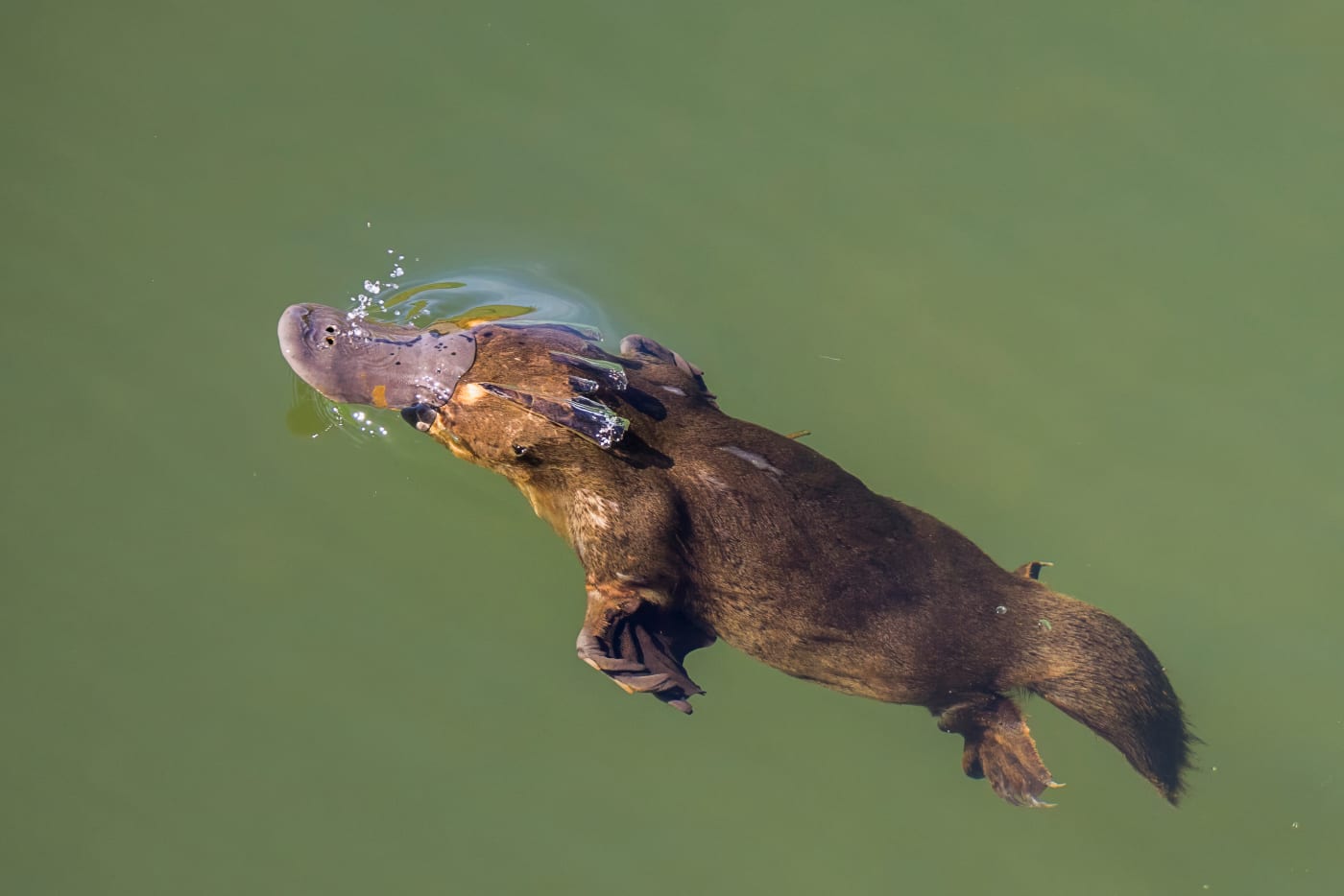 Platypus resurfacing