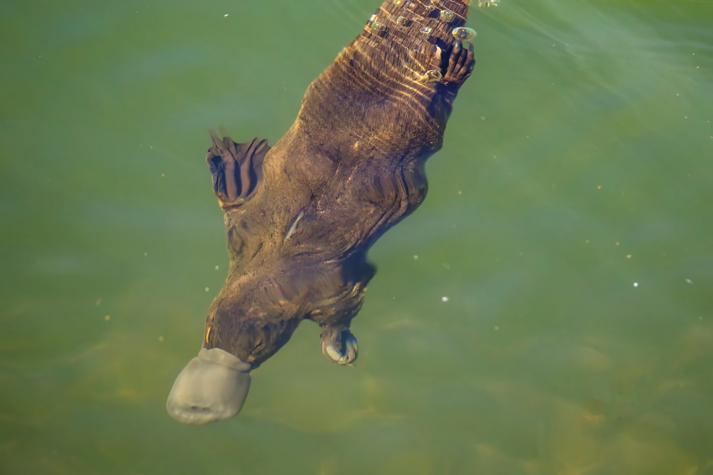 Platypus underwater