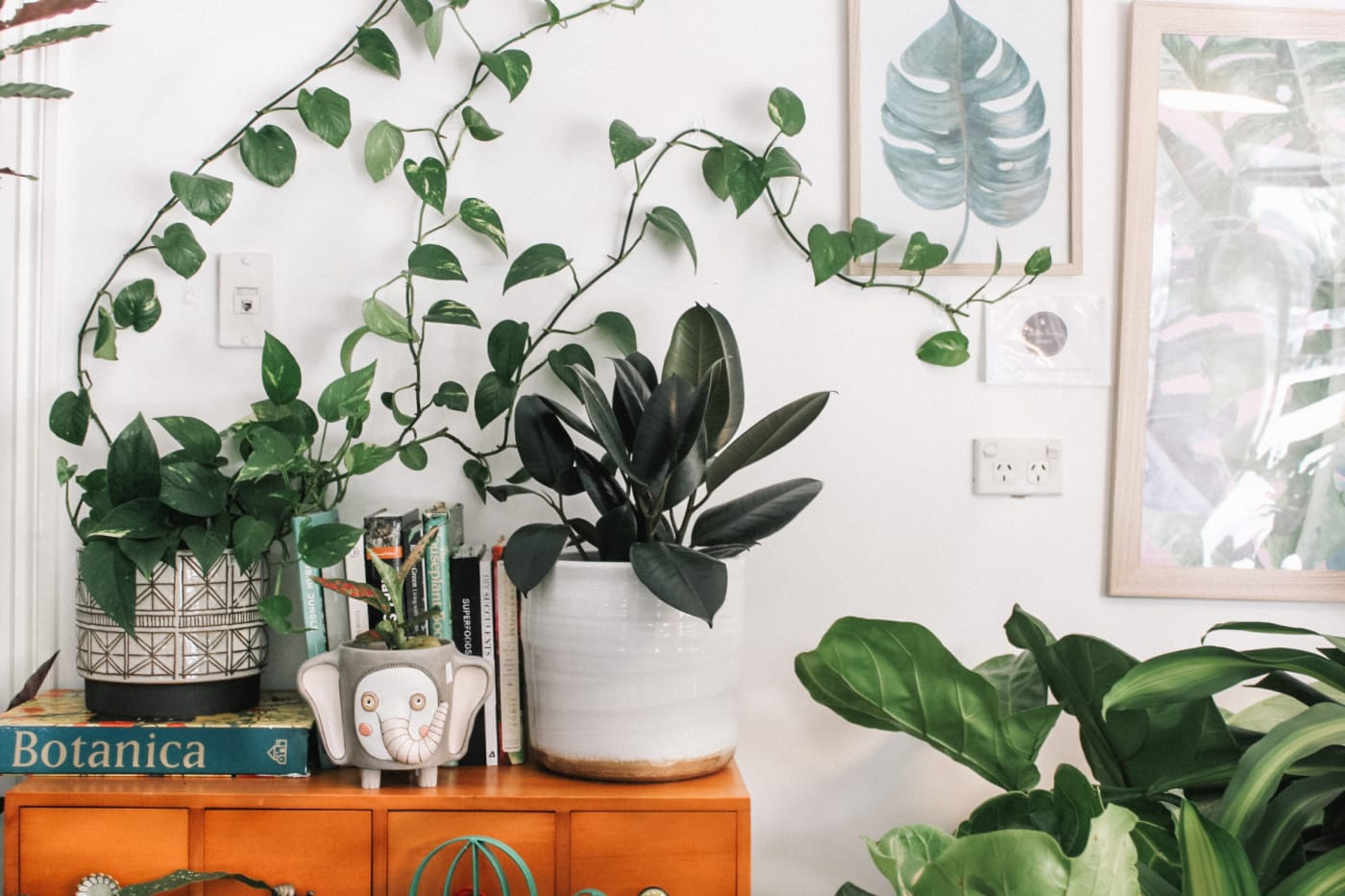 Indoor plants inside home
