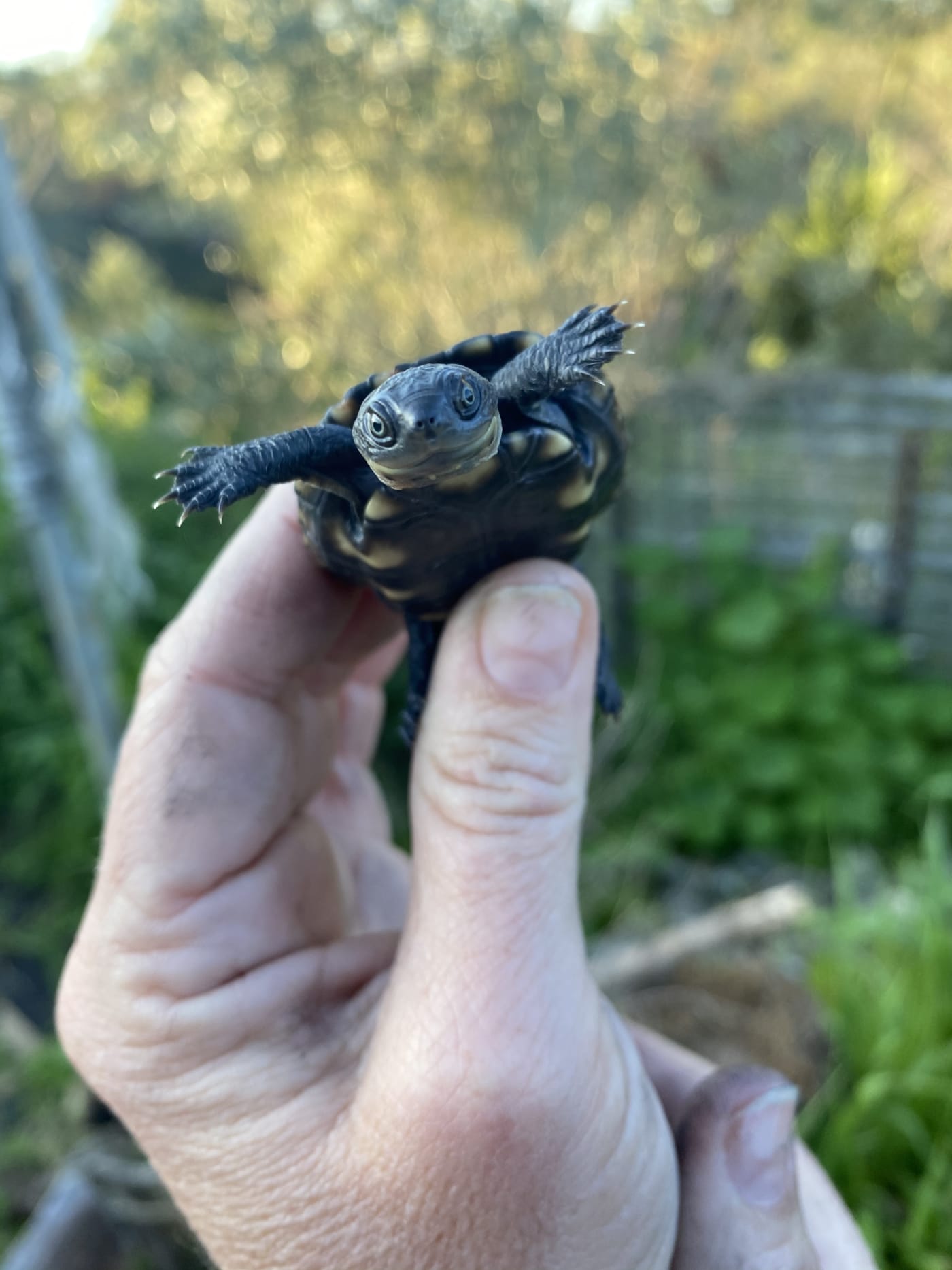 A western swamp turtle in hand