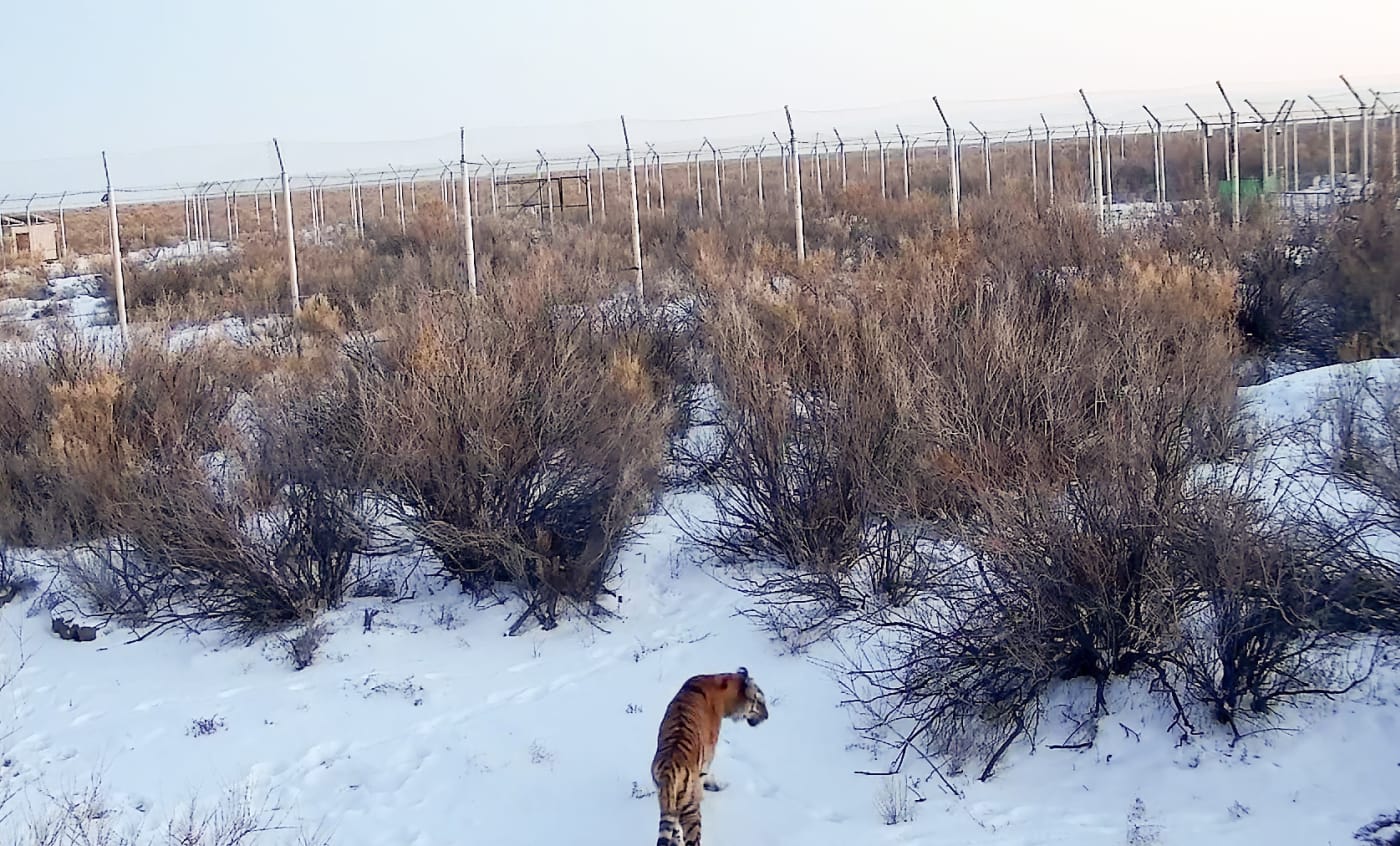 aerial view of an amur tiger amongst snow and low level dry bushes with fences in the background.