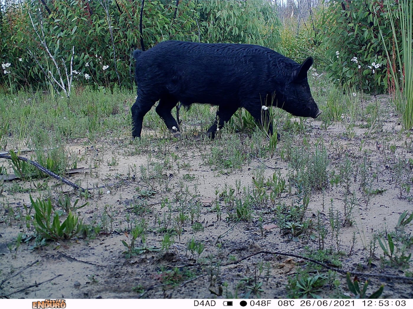 A feral pig captured on camera at a Kangaroo Island monitoring site.
Eyes on Recovery is a large-scale sensor camera project. and a collaboration between WWF, Conservation International, and local land managers and research organisations. Google-powered AI technology has been trained to identify Australian animals in photos to track the recovery of threatened species following the 2019-20 bushfires.