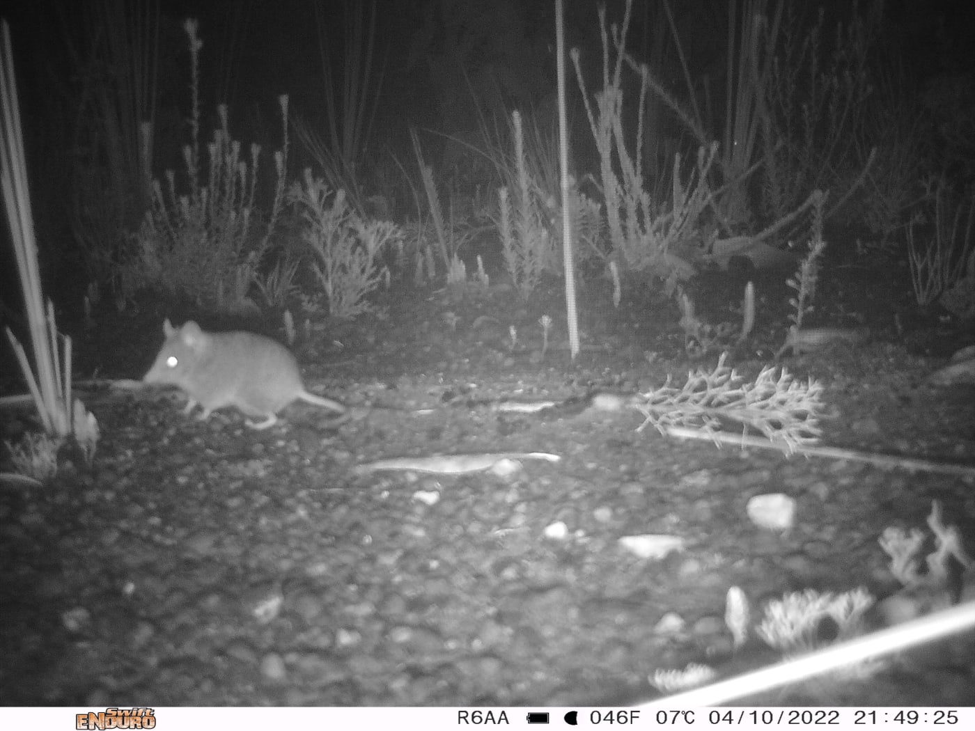 A sensor camera photo of a Kangaroo Island dunnart, taken as part of the Eyes on Recovery project.

Eyes on Recovery is a large-scale sensor camera project. and a collaboration between WWF, Conservation International, and local land managers and research organisations. Google-powered AI technology has been trained to identify Australian animals in photos to track the recovery of threatened species following the 2019-20 bushfires.