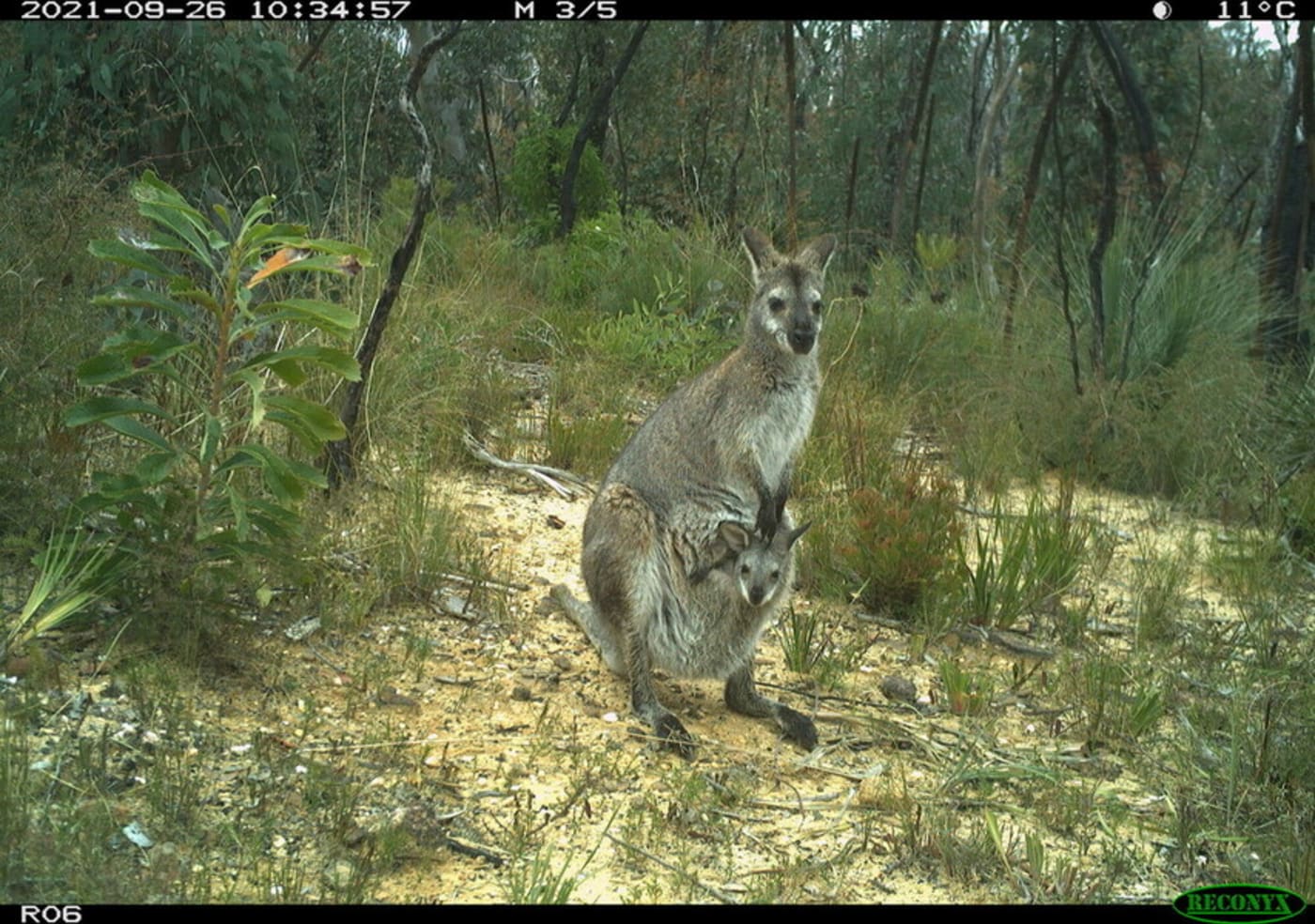 A sensor camera photo of a red-necked wallaby and joey in the NSW Blue Mountains, taken as part of the Eyes on Recovery project.

Eyes on Recovery is a large-scale sensor camera project. and a collaboration between WWF, Conservation International, and local land managers and research organisations. Google-powered AI technology has been trained to identify Australian animals in photos to track the recovery of threatened species following the 2019-20 bushfires.