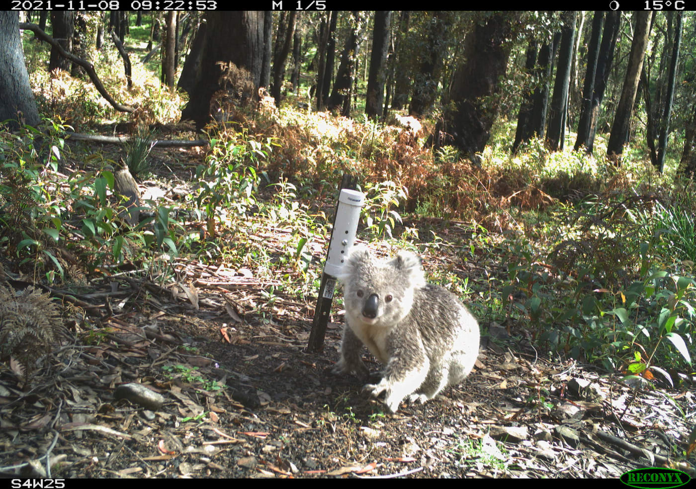 A sensor camera photo of a young koala in the NSW Blue Mountains, taken as part of the Eyes on Recovery project.

Eyes on Recovery is a large-scale sensor camera project. and a collaboration between WWF, Conservation International, and local land managers and research organisations. Google-powered AI technology has been trained to identify Australian animals in photos to track the recovery of threatened species following the 2019-20 bushfires.