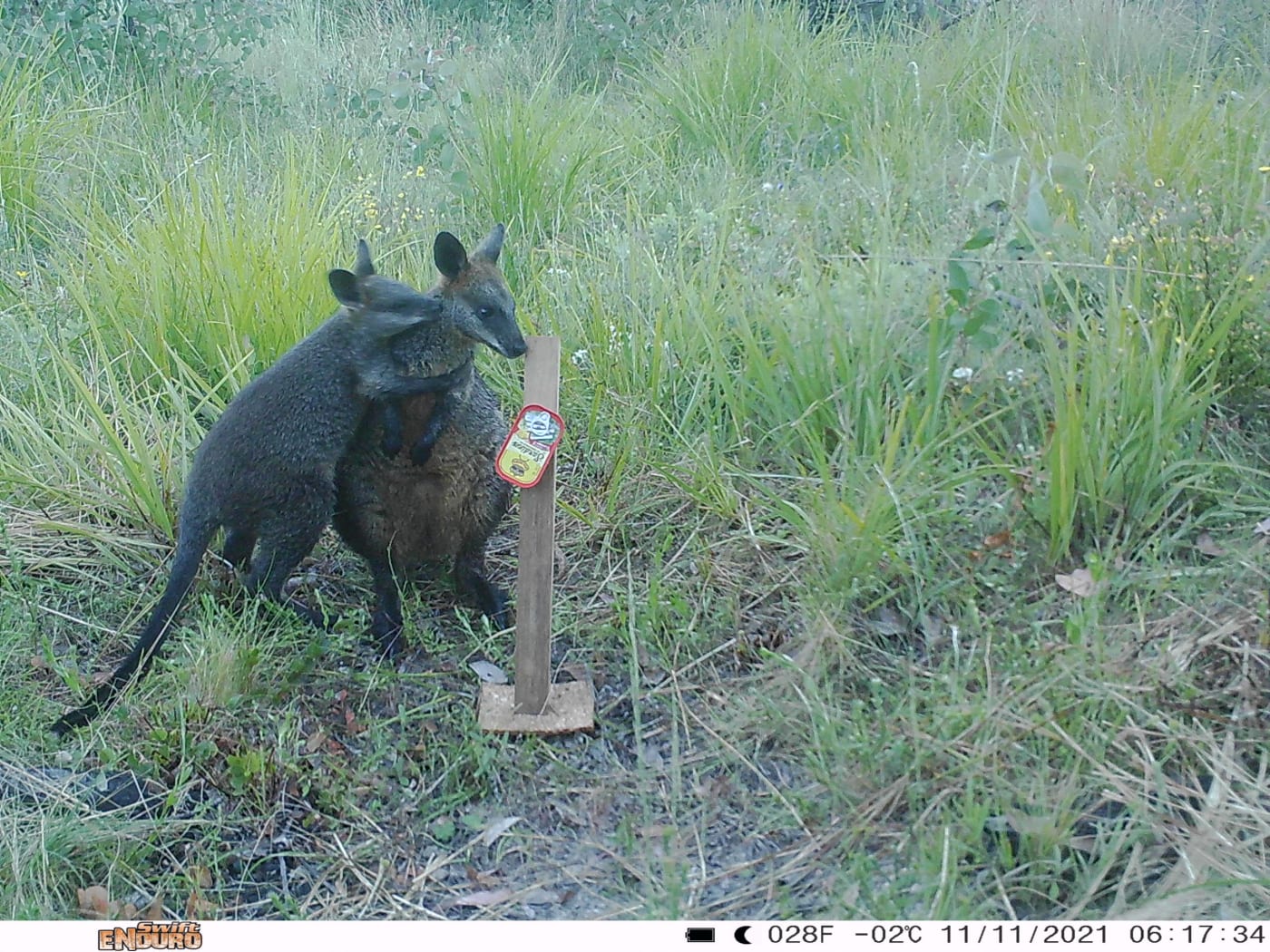 A sensor camera photo of swamp wallabies taken in the NSW Southern Ranges as part of the Eyes on Recovery project.

Eyes on Recovery is a large-scale sensor camera project. and a collaboration between WWF, Conservation International, and local land managers and research organisations. Google-powered AI technology has been trained to identify Australian animals in photos to track the recovery of threatened species following the 2019-20 bushfires.
Eyes on Recovery is a large-scale sensor camera project. and a collaboration between WWF, Conservation International, and local land managers and research organisations. Google-powered AI technology has been trained to identify Australian animals in photos to track the recovery of threatened species following the 2019-20 bushfires.