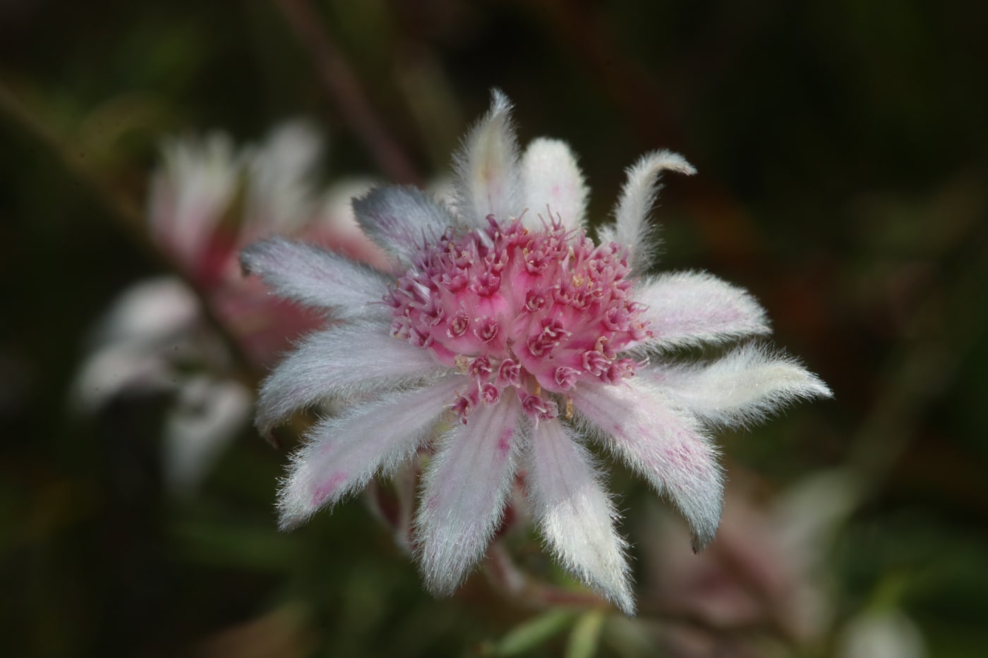 Pink flannel flower - Actinotus forsythia