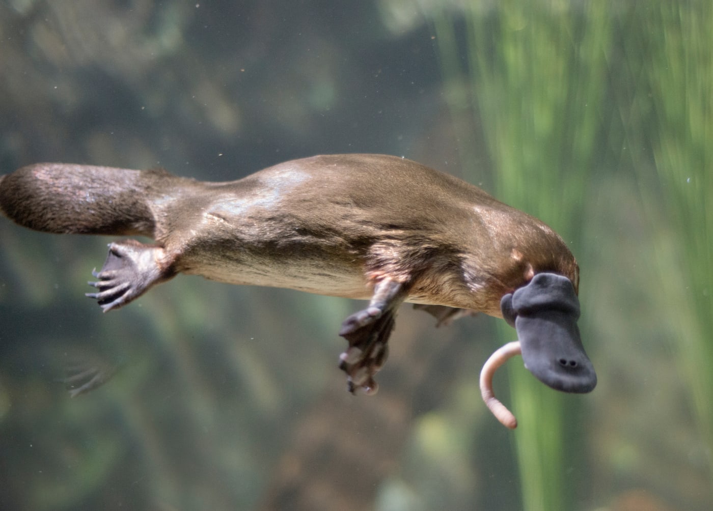 Tasmania platypus eating worm