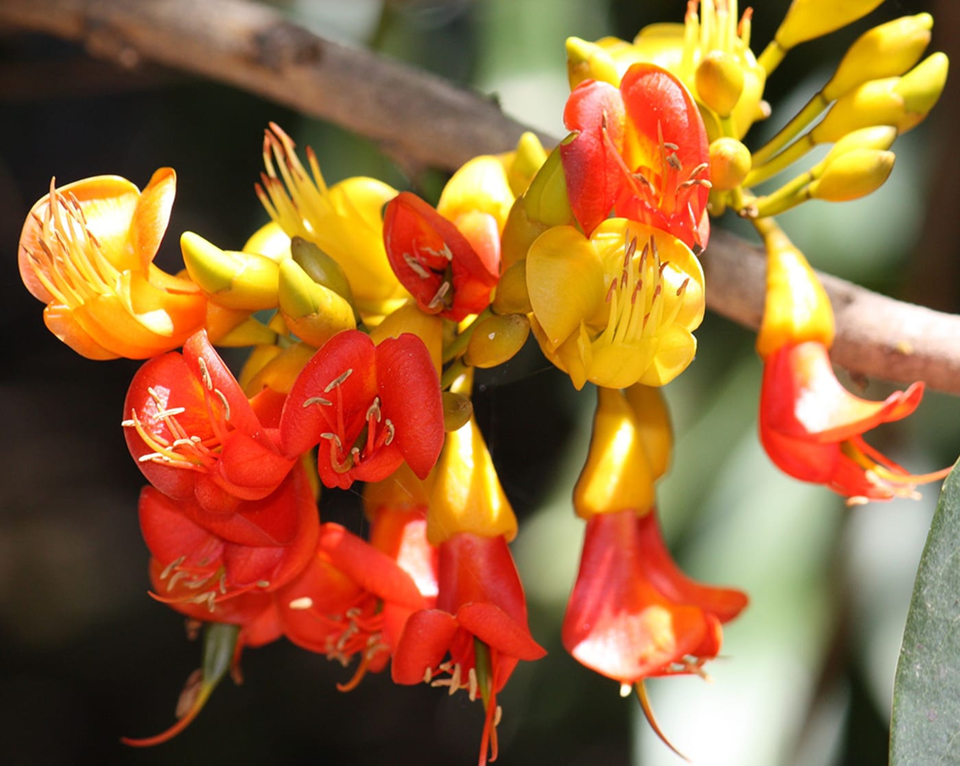 Castanospermum australe flower (Courtesy of Wiki Commons). Jirrbal People call the black bean tree ‘mirrany’.