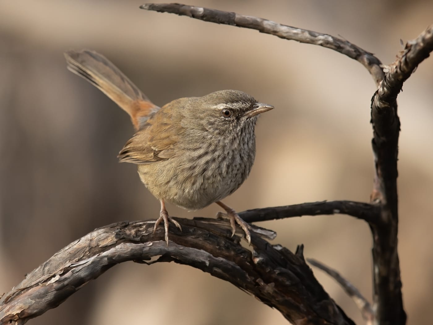 The chestnut-rumped heathwren, one of about 130 threatened birds found on Country connected to First Peoples.