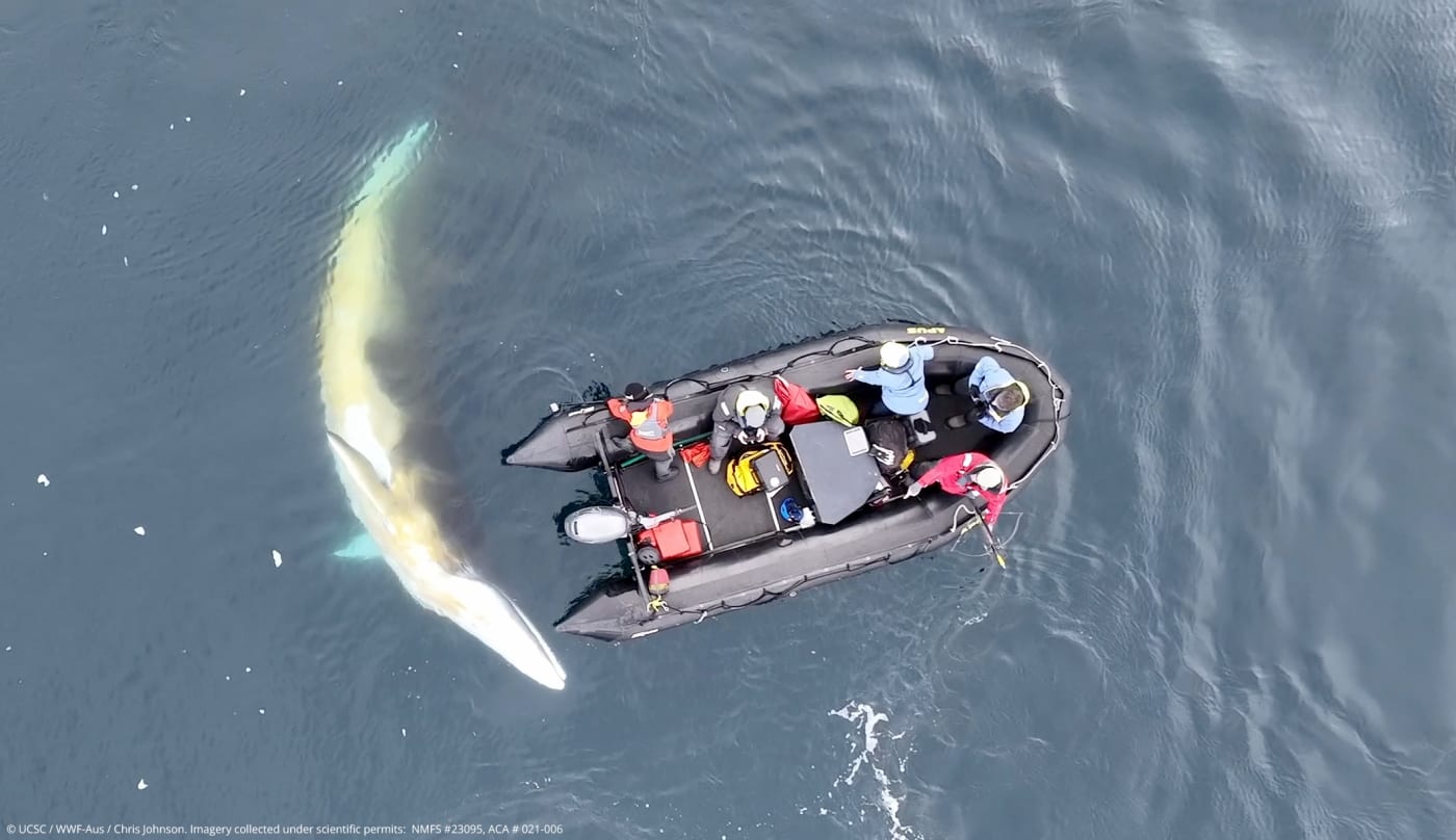 A curious minke whale playing with the team’s zodiac.