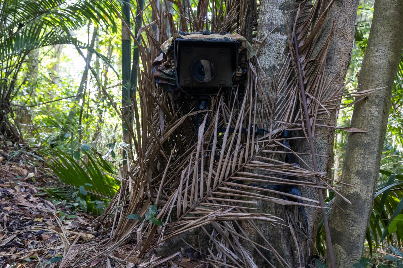 One of Photographer's Emmanuel Rondeau DSLR sensor cameras installed in the forest of Belum State Park, Malaysia
