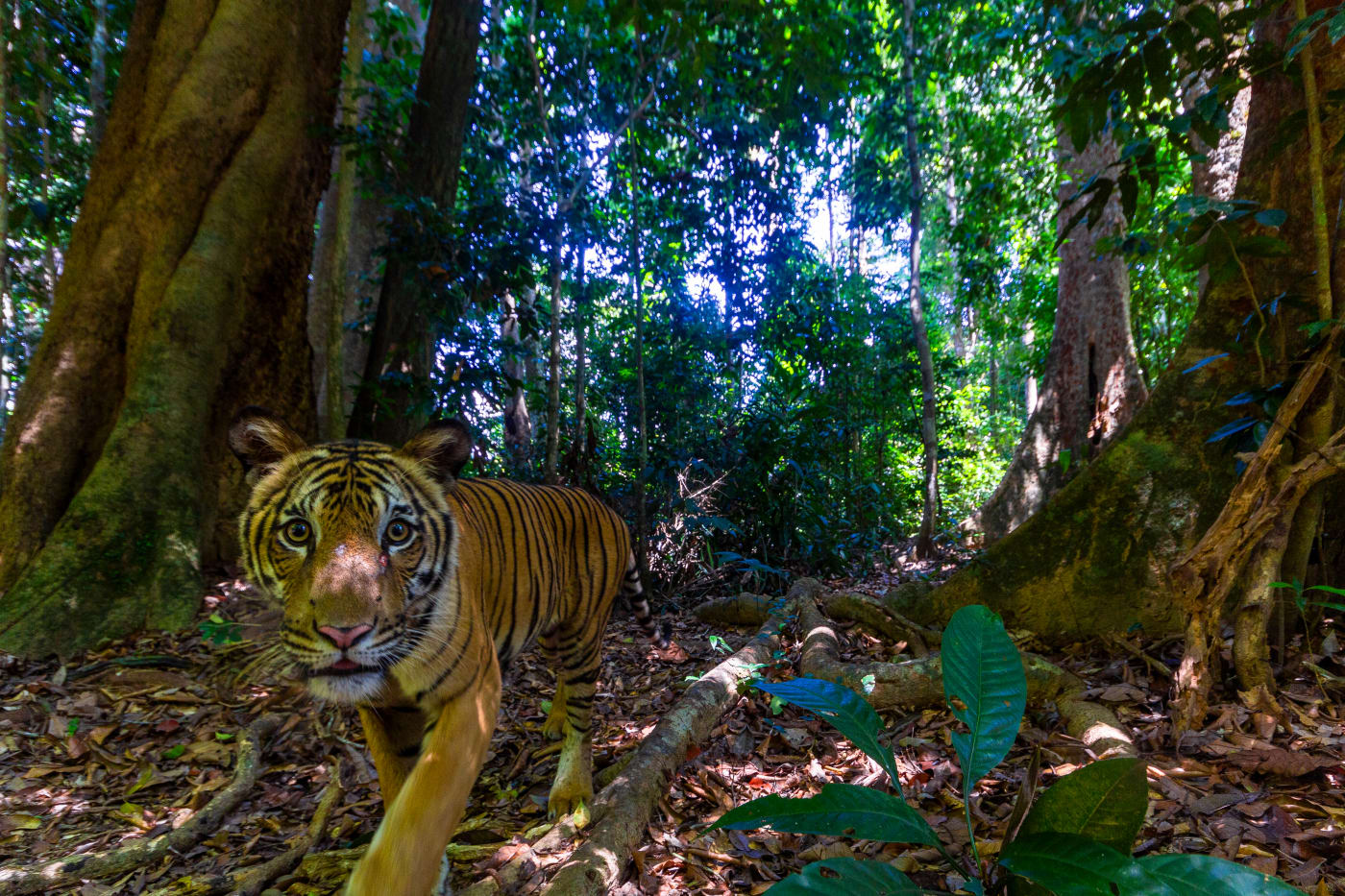 Tiger, Royal Belum State Park (Malaysia)