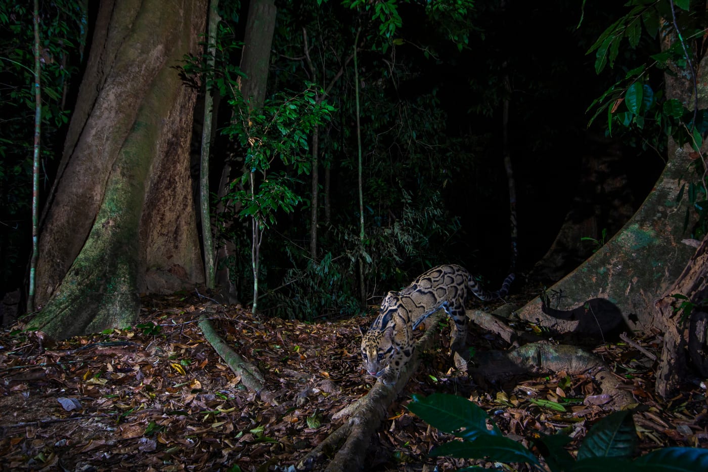 Clouded leopard, Royal Belum State Park (Malaysia)