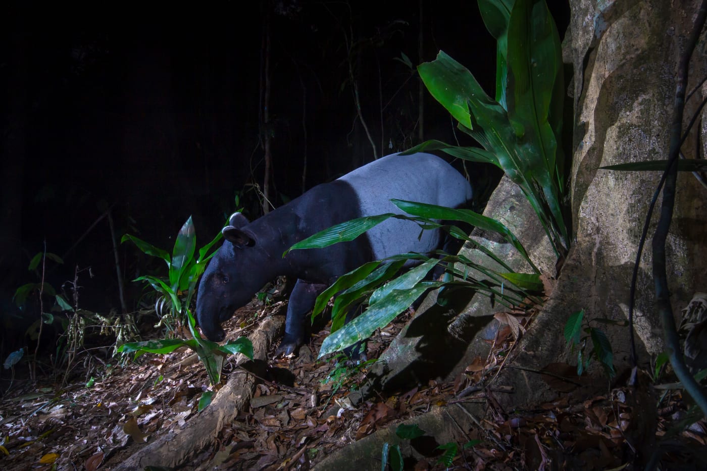 Malaysian tapir, Royal Belum State Park (Malaysia).