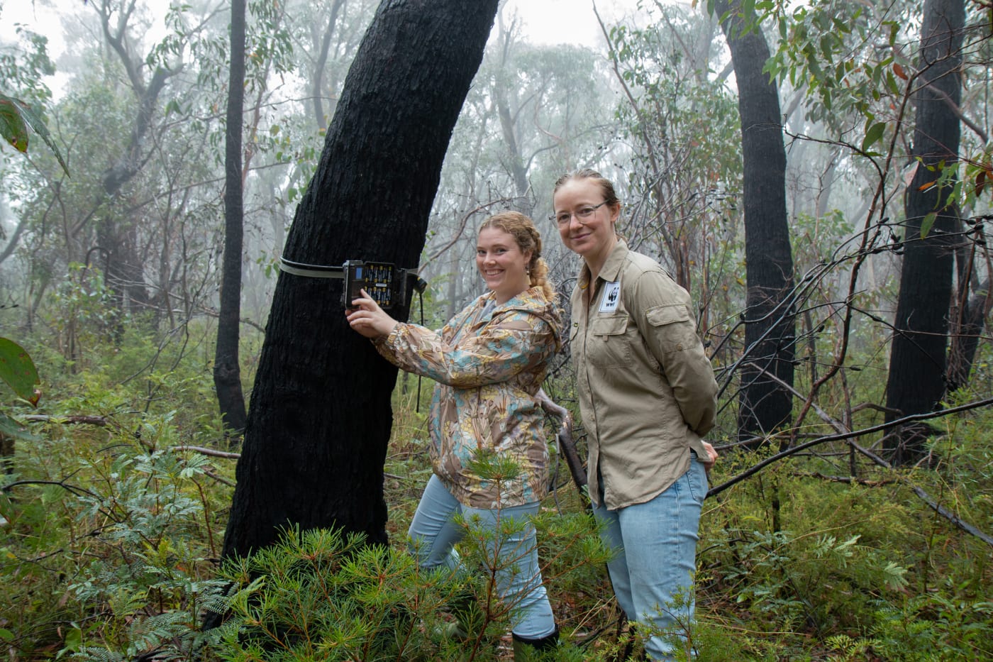Melinda Kerr from the Blue Mountains World Heritage Institute (left) and Dr Emma Spencer from WWF-Australia (right) check a sensor camera in the Blue Mountains as part of the Eyes on Recovery project.

Eyes on Recovery is a large-scale sensor camera project. and a collaboration between WWF, Conservation International, and local land managers and research organisations. Google-powered AI technology has been trained to identify Australian animals in photos to track the recovery of threatened species following the 2019-20 bushfires.