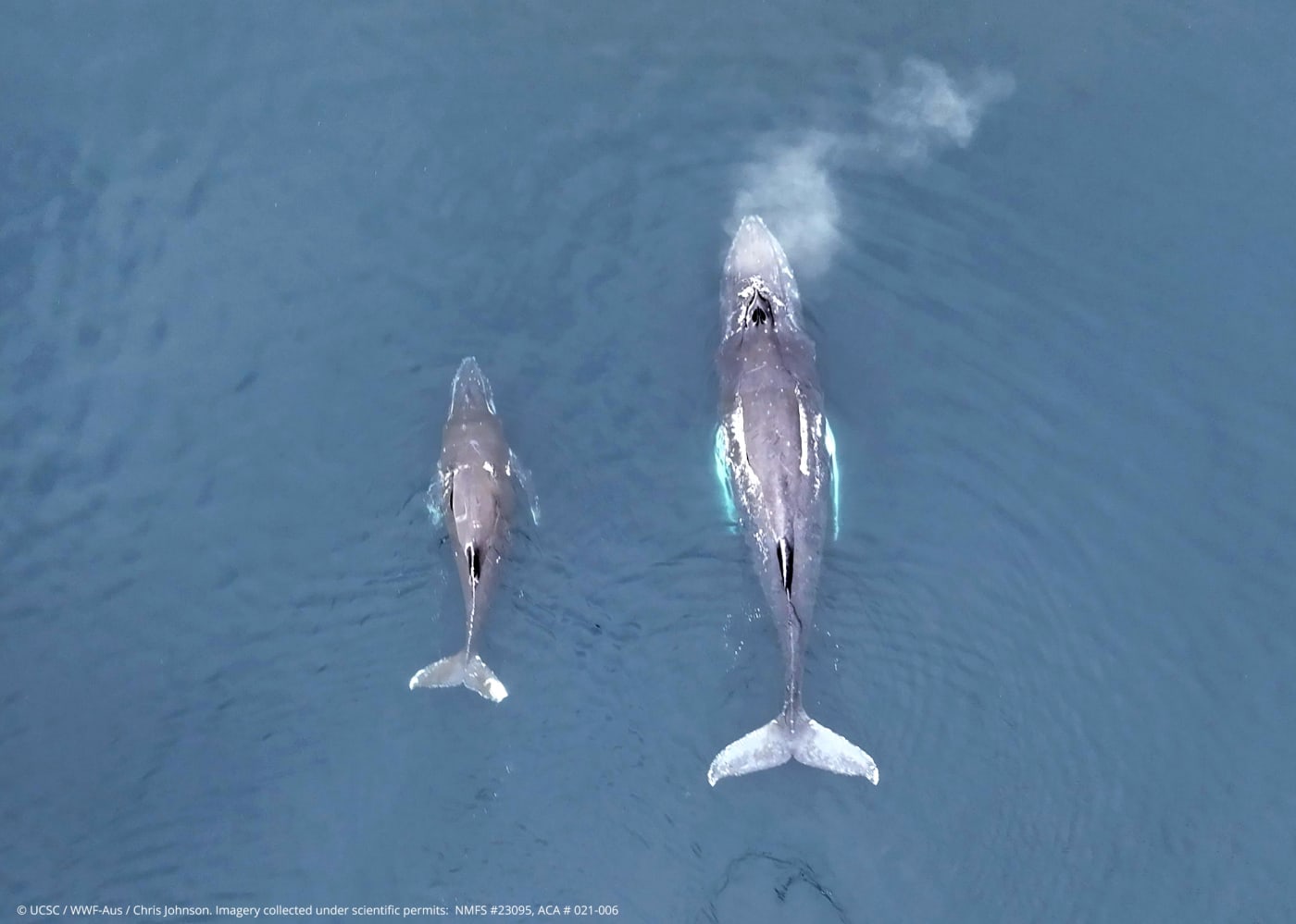 Humpback whales in Antarctica, captured via drone in 2023.