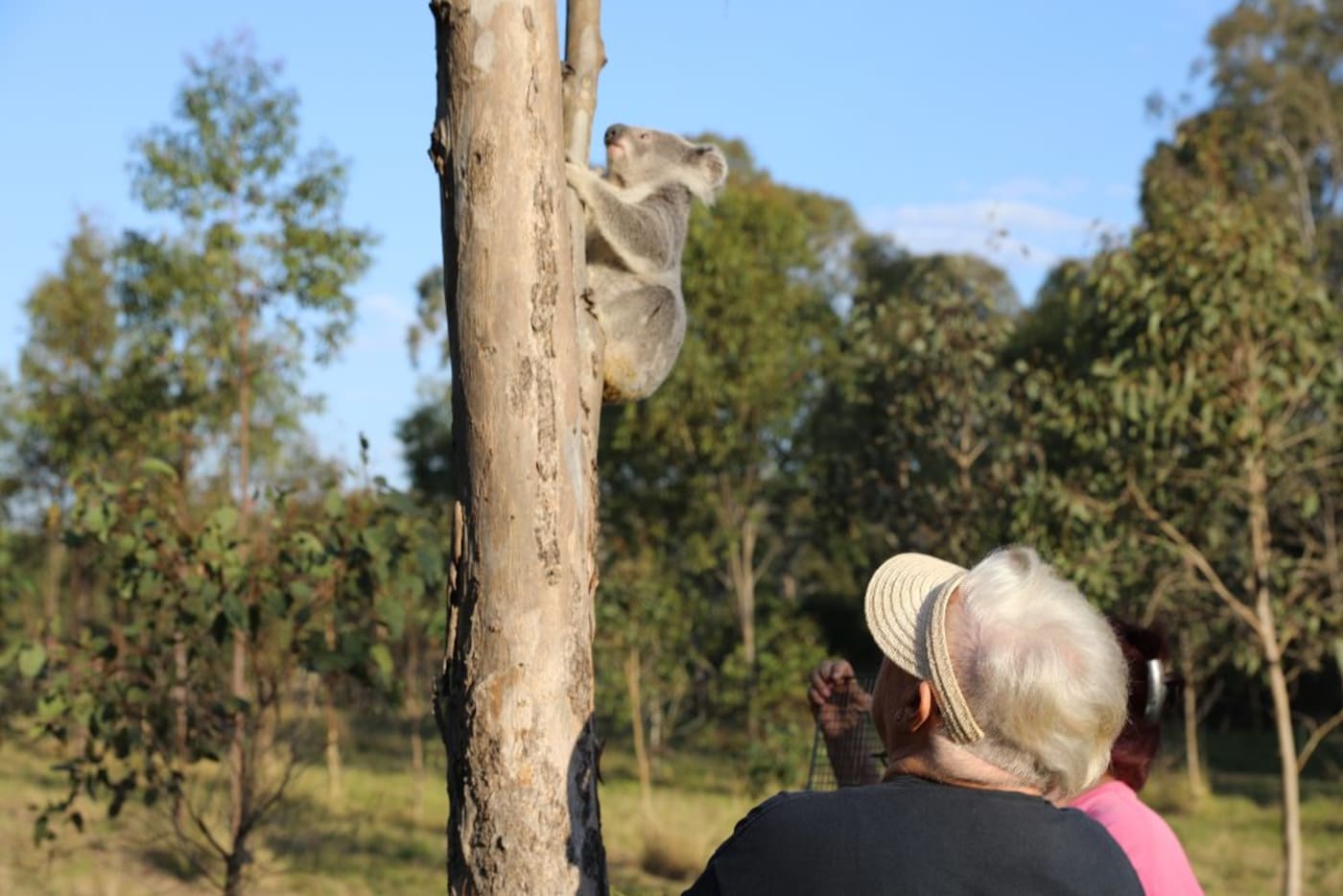Raine the rescued koala joey is released onto a koala habitat area