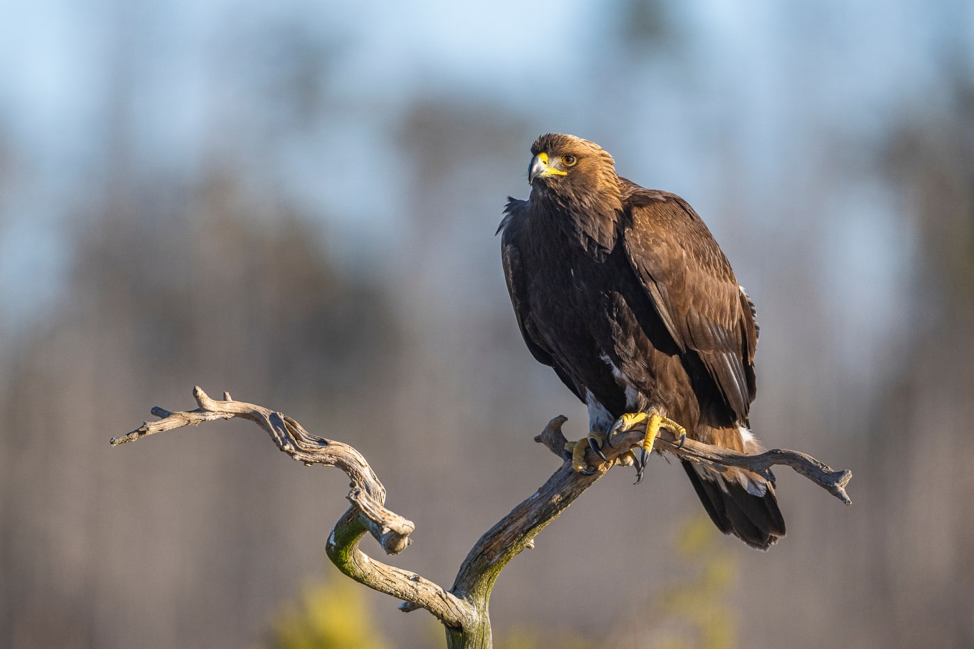 Golden Eagle, (Aquila chrysaetos)