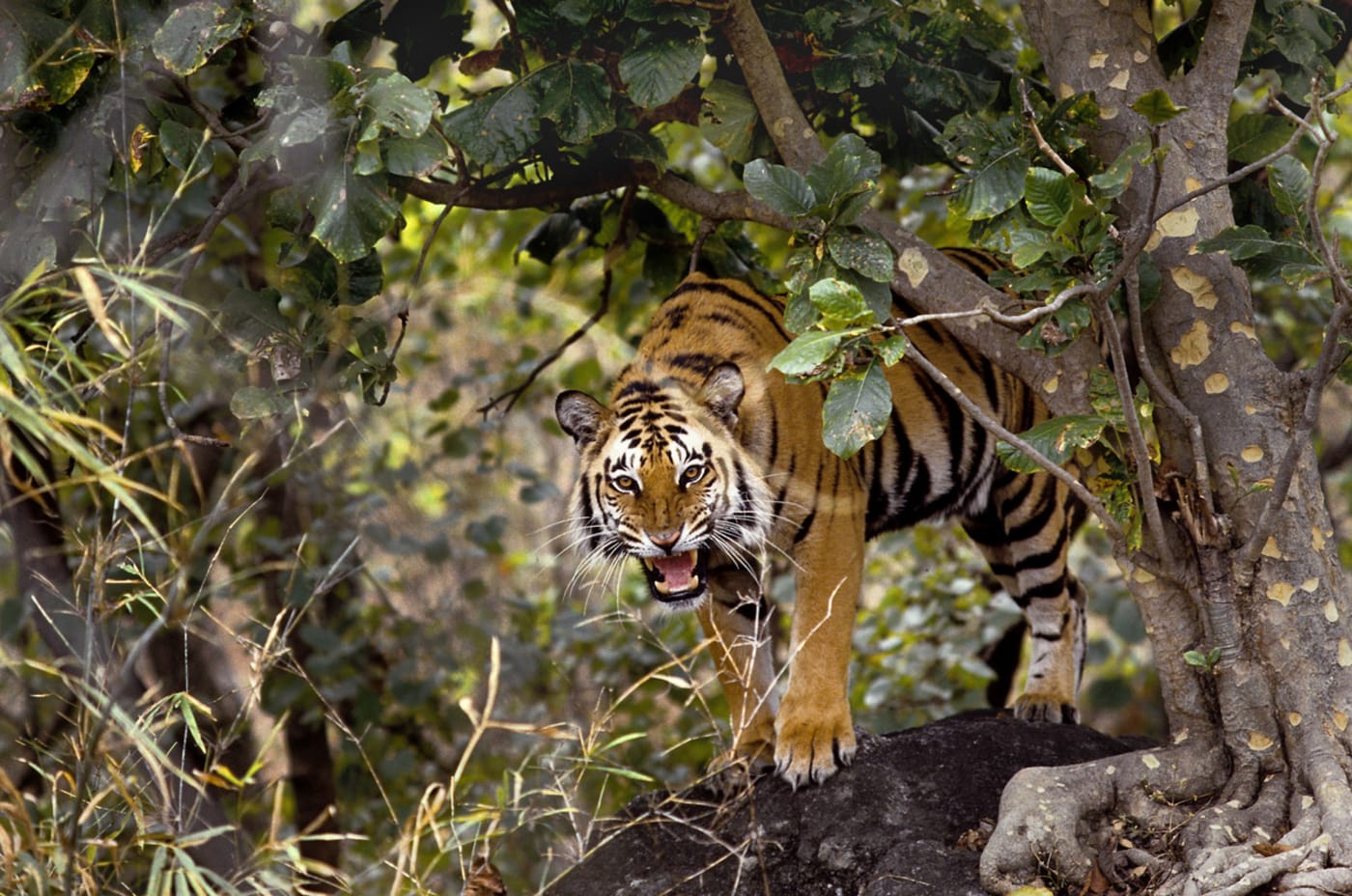 Tiger standing beside a tree, India.