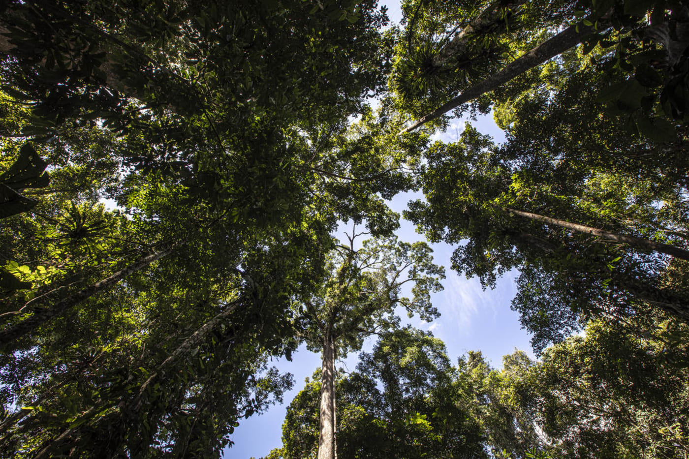 Tree canopy in Tawau Hills Park in Sabah, Borneo, Malaysia
