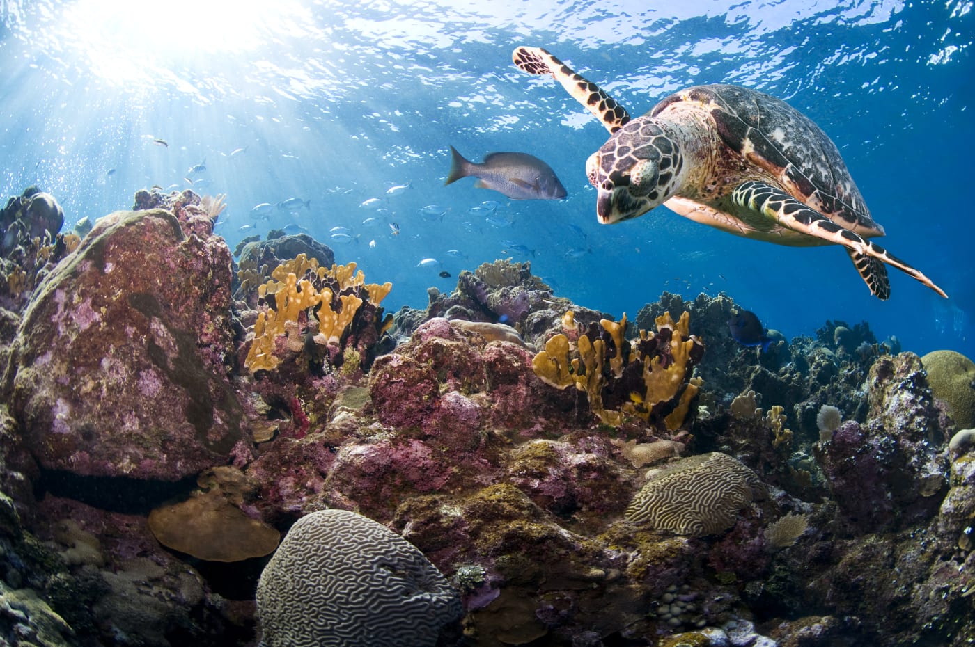 A hawksbill turtle (Eretmochelys imbricata) swimming above corals in Roatan, Bay Islands, Honduras