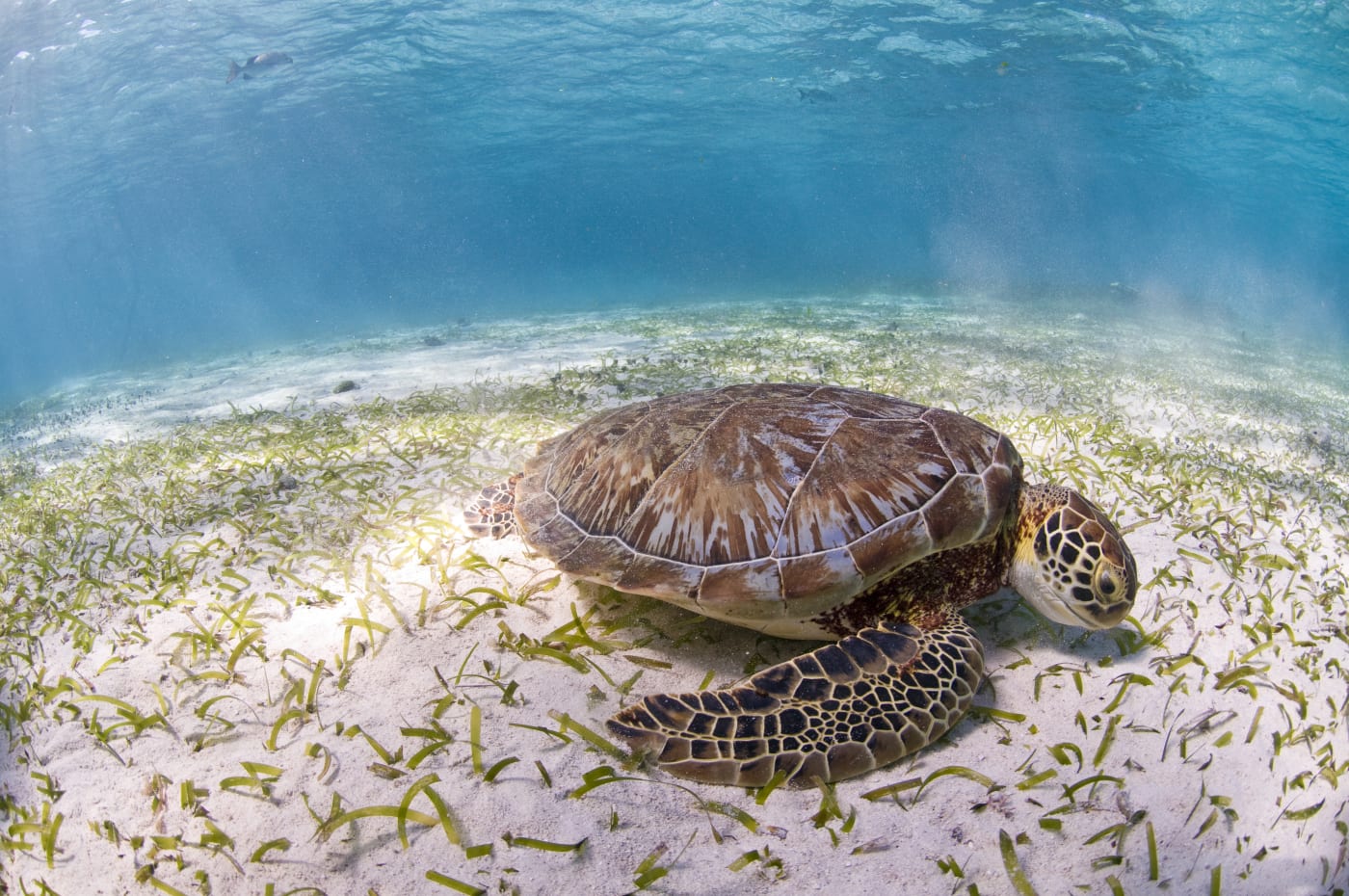 A green sea turtle amongst sea grass at Hol Chan Marine Reserve in Belize, Central America.