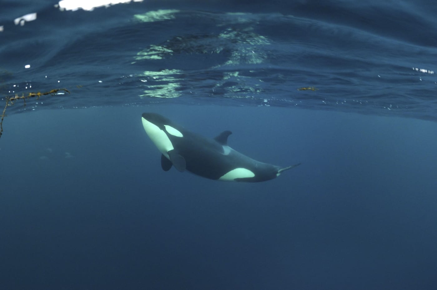Killer whale / Orca (Orcinus orca) just below the surface, Kristiansund, Nordmore, Norway.
