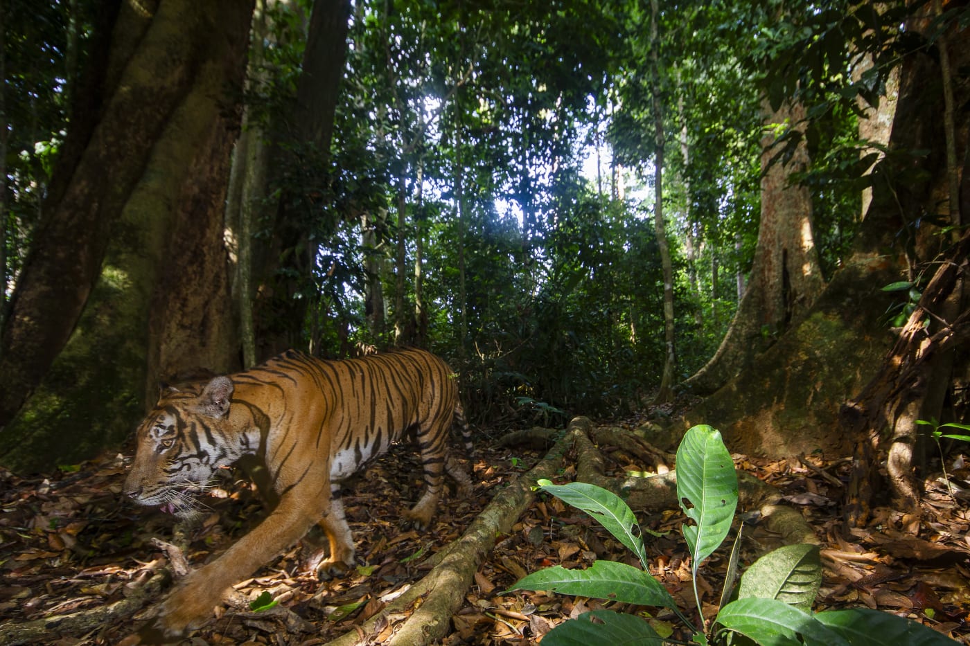 A tiger photographed by Emmanuel Rondeau using a custom built sensor cameras in Royal Belum State Park, Malaysia