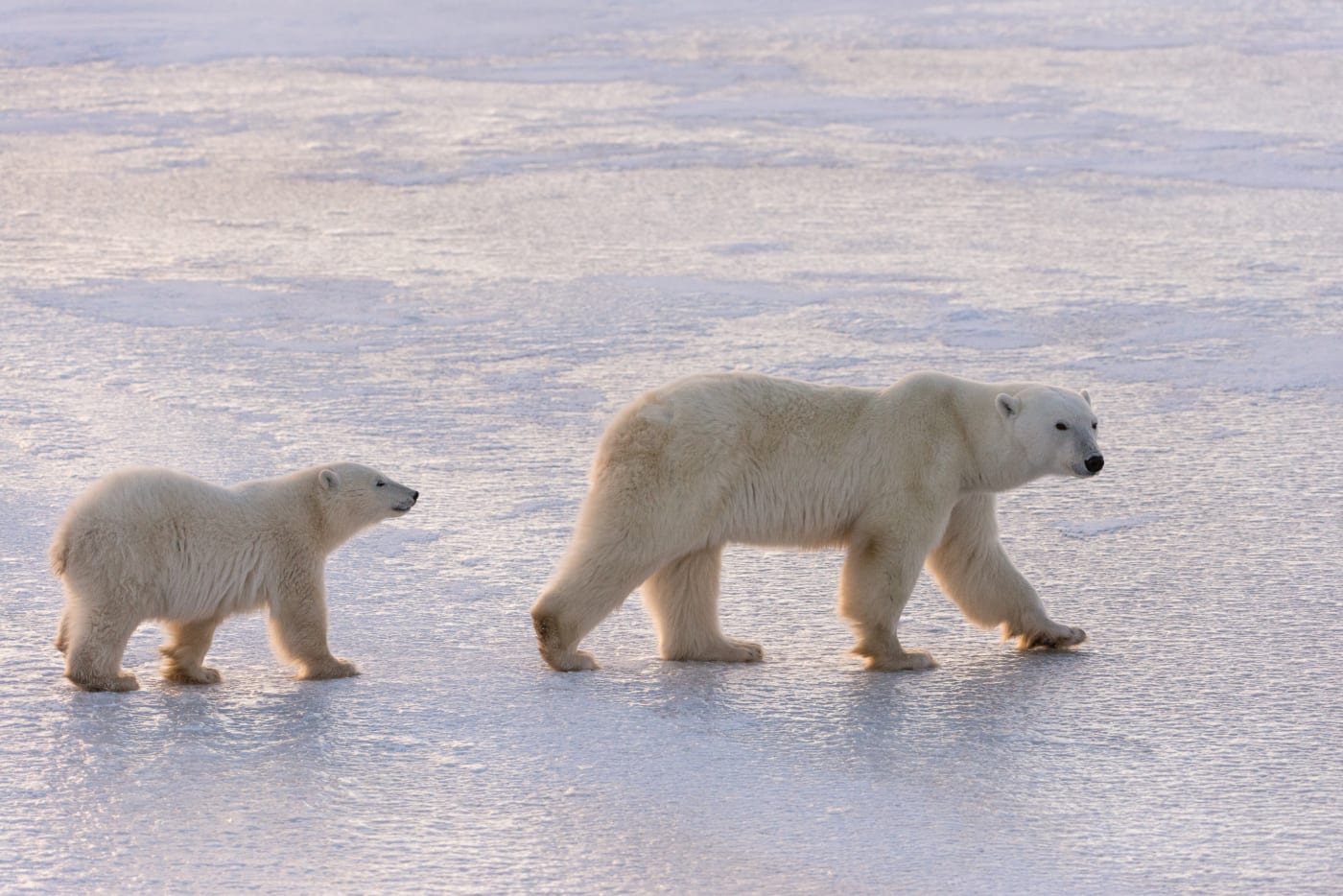 Churchill, Manitoba, Canada.