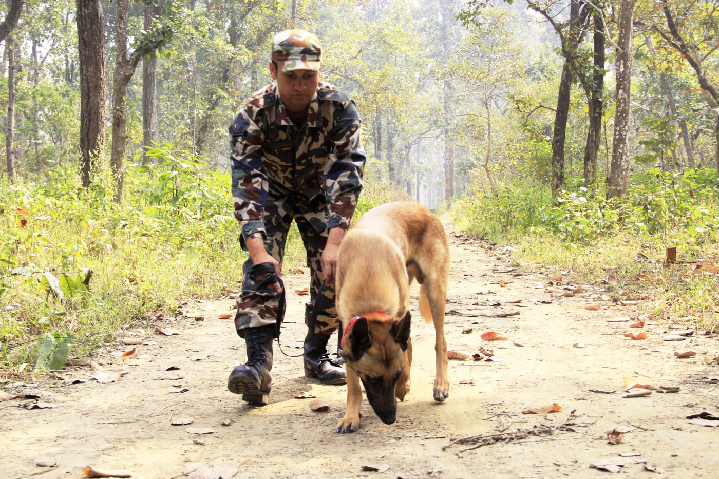 Murray being trained on tracking skills by his handler at Chitwan National Park, Nepal. With support from WWF, two sniffer dogs, Murray and Sears join the patrol team in Chitwan National Park, to help tackle poaching.
