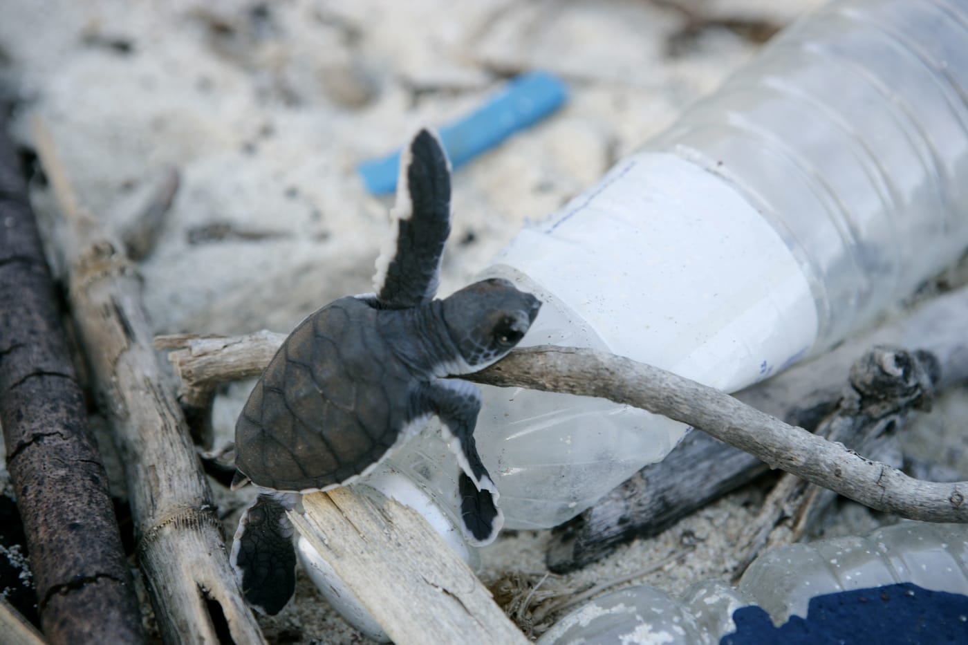 Green turtle hatchling climbing over plastic bottle strewn on the beach, Juani Island, Tanzania