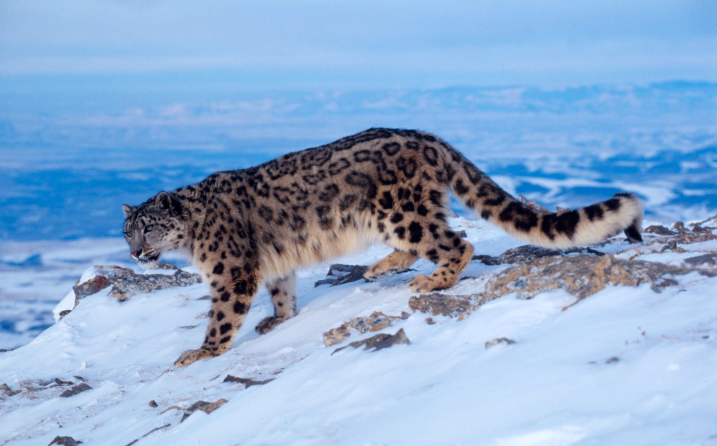 Snow leopard (Uncia uncia) walking in snowy landscape (1000px)