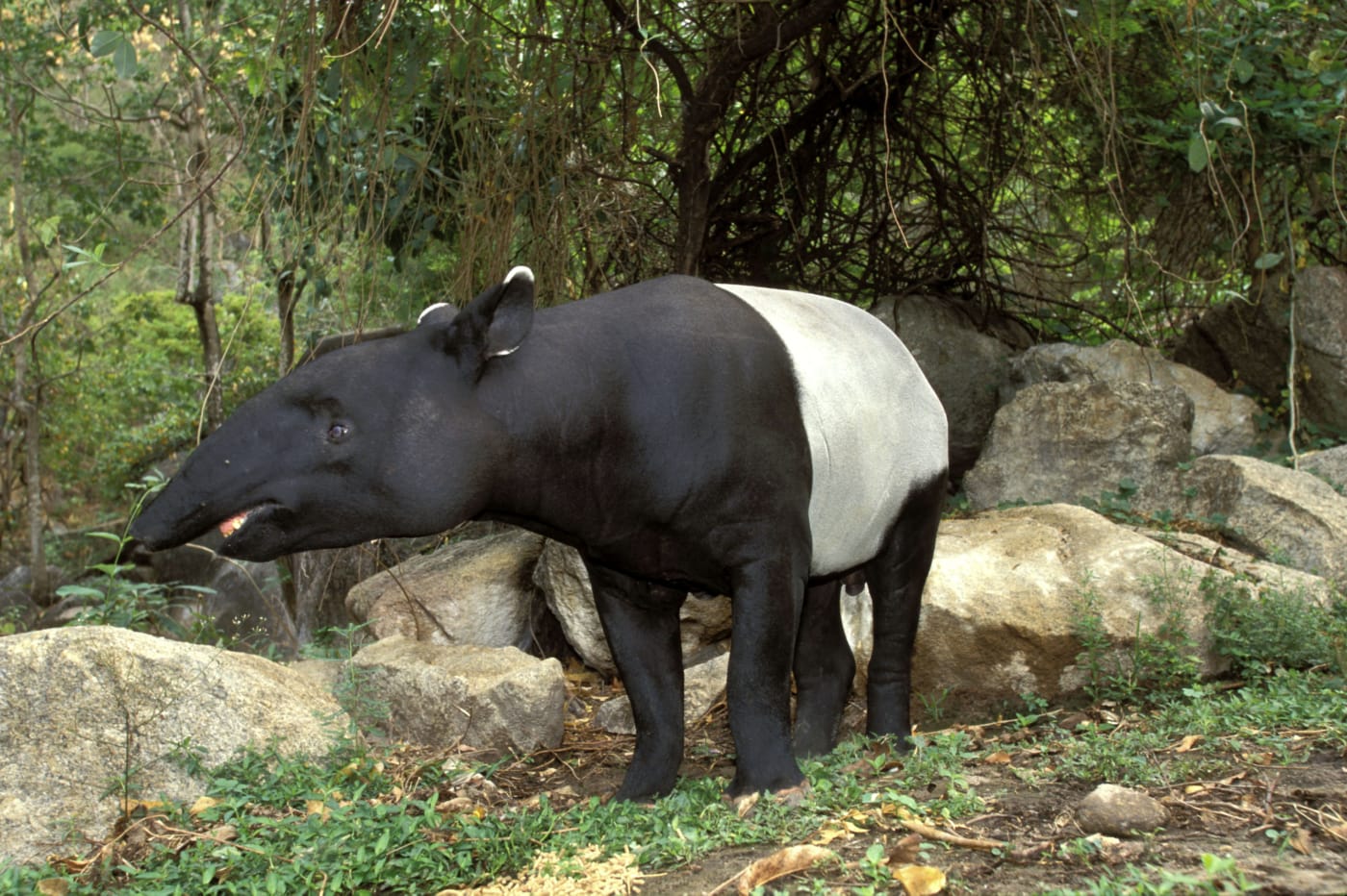 Malayan tapir (Tapirus indicus) is an Endangered species.