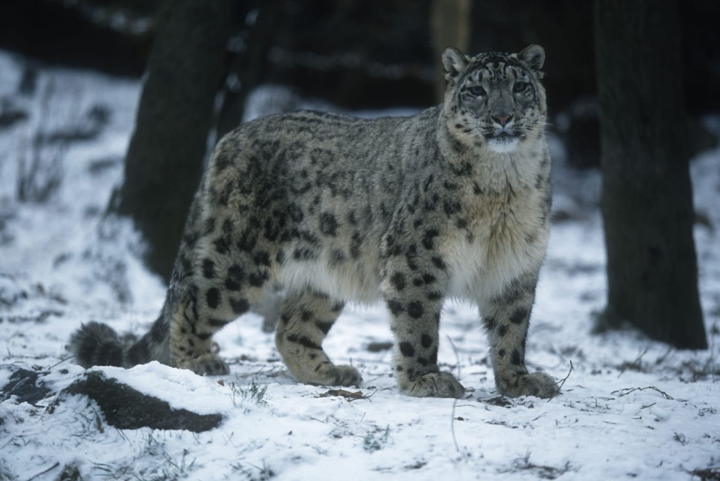 Snow leopard (Uncia uncia) standing in snow
