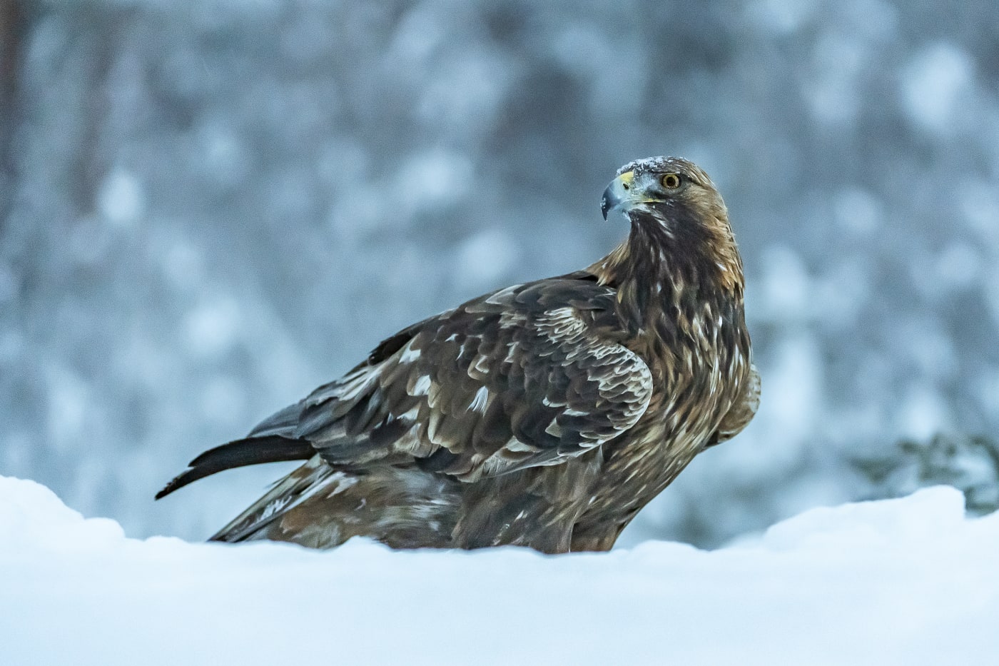 Golden eagle (Aquila chrysaetos), male sitting on a tree stub