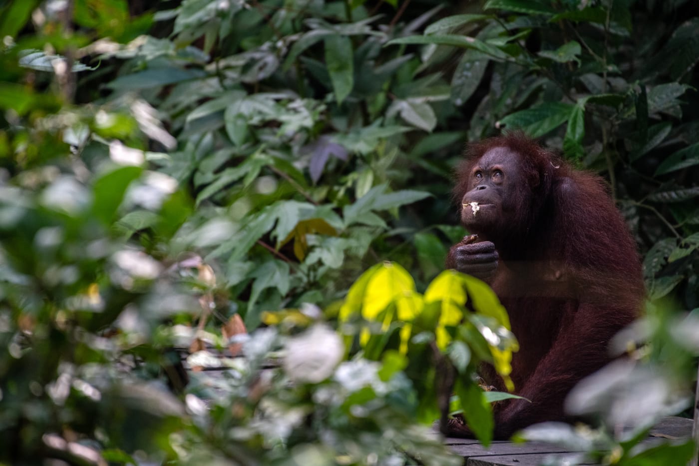 A female orangutan eats fruit and sugar cane (1000px)