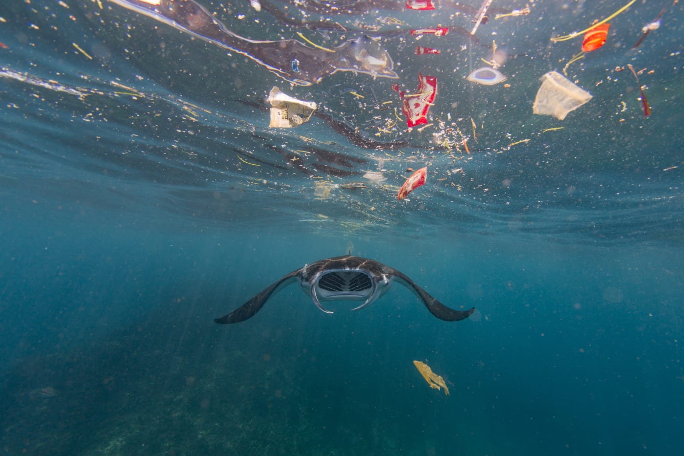 Manta ray swimming with plastic
