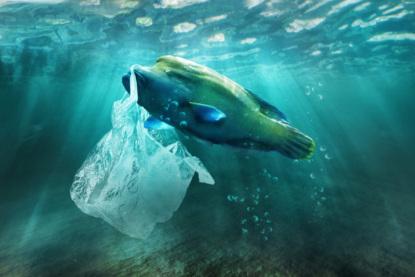 Digitally altered illustration of a humphead wrasse and a plastic bag