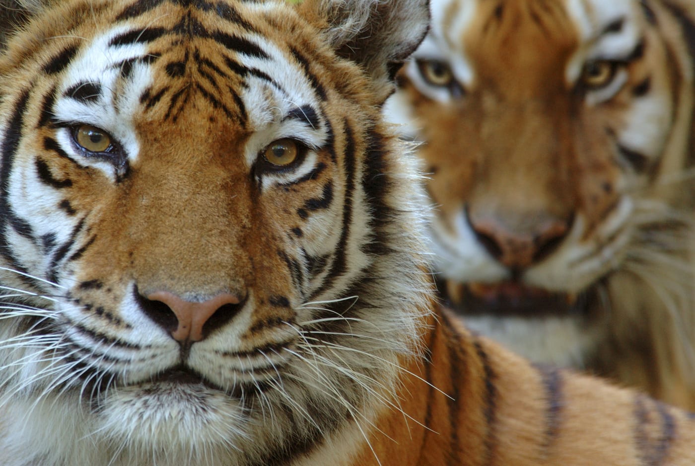 Two Siberian tigers (Panthera tigris altaica) portraits, captive
