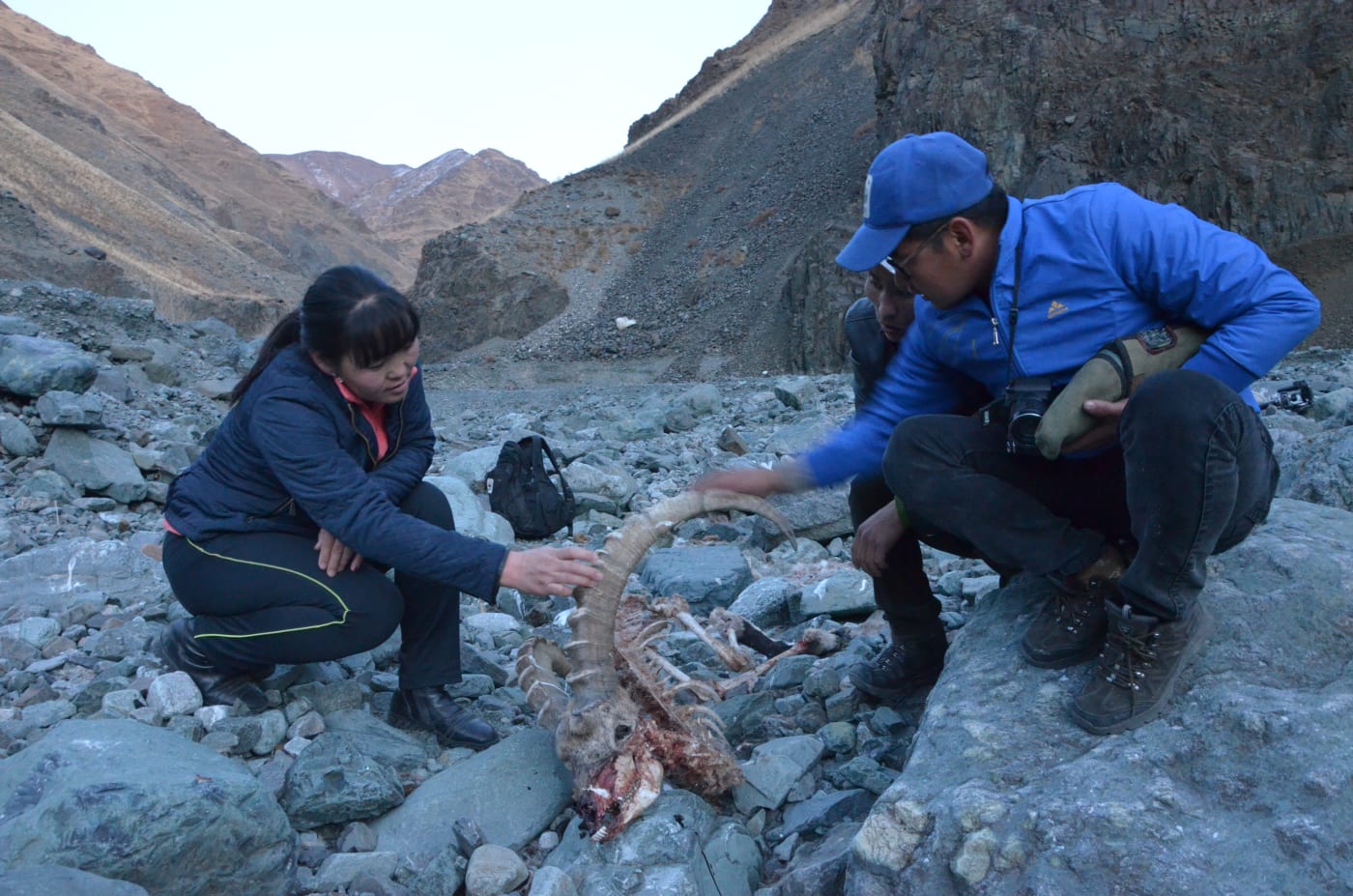 Experts examining carcass of show leopard prey