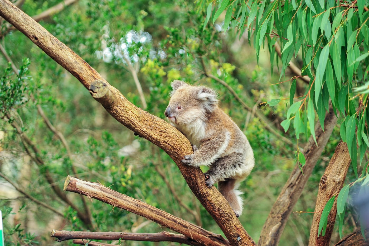 A wild koala (Phascolarctos cinereus) climbing in its natural habitat of gum trees